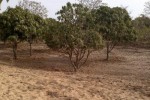 Verger Fruitier de 1,07 hectare à Bayakh - Thiès