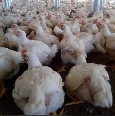 Poulets 1kg600  24/24h  7/7j