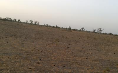 Terrain Agricole de 2,28 hectares à Ndoffane