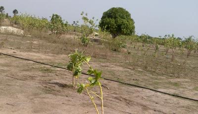 Verger Fruitier de 2,17 hectares à Nguéniéne