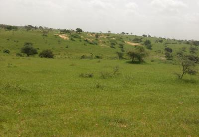 Terrain Agricole de 8,10 hectares à Kébémer