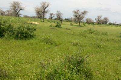 Terrain Agricole de 1,96 hectare à Tassette - Thi