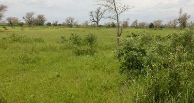 Terrain Agricole de 1,96 hectare à Tassette - Thi