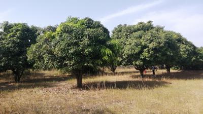 Terrain agricole de 1 hectare et demie à Mbourokh