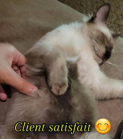 Chaton siamois à vendre 