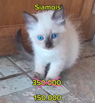 Chaton siamois à vendre 