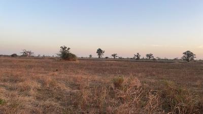 Champ de 3 hectares à vendre à Mbodiène Sénég