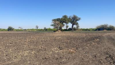 Champ de 2 hectares  à vendre à Mbodiène Séné