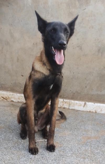 Chiot Malinois Charbonne