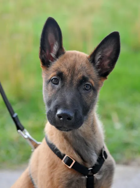 Chiot Malinois Charbonne