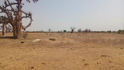 Terrain de 1 hectare à vendre à Sandiara Sénég