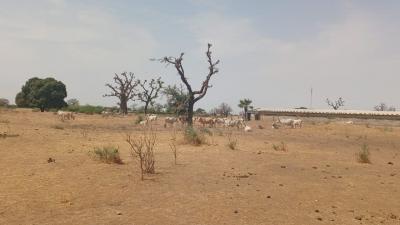 Terrain de 1 hectare à vendre à Sandiara Sénég