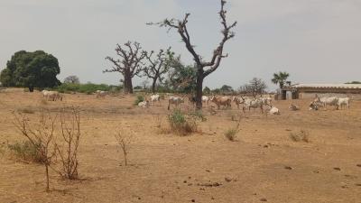 Terrain de 1 hectare à vendre à Sandiara Sénég