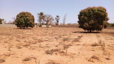 Terrain 1 hectare à vendre à Sébikotane Sénég