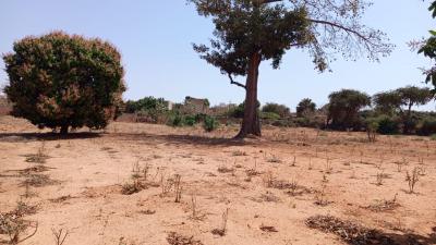 Terrain 1 hectare à vendre à Sébikotane Sénég