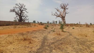 Terrain 1 hectare à vendre à Sandiara Sénégal