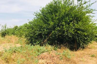 Ferme Avicole de 5260 m² vers Fandene