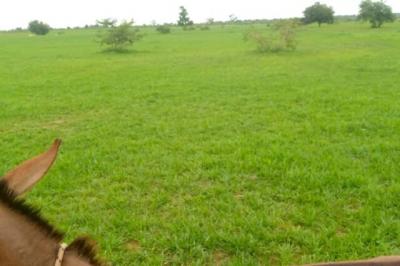 Location d’un Terrain Agricole de 3 hectares ver