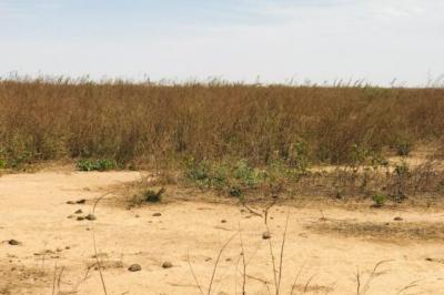 Terrain Agricole de 1,99 hectare vers Notto Diobas