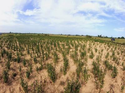 Terrain de 1 hectare vers Tassette