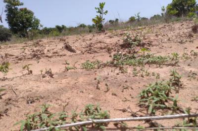 Terrain de 1,02 hectare vers Diembéring