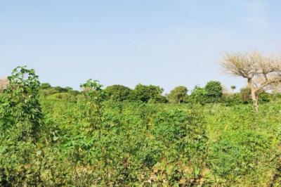 Terrain de 1,03 hectare vers Tassette