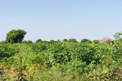 Terrain de 1,03 hectare vers Tassette