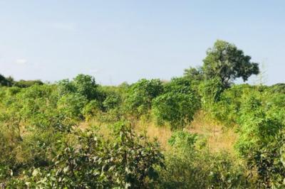 Terrain de 1,03 hectare vers Tassette