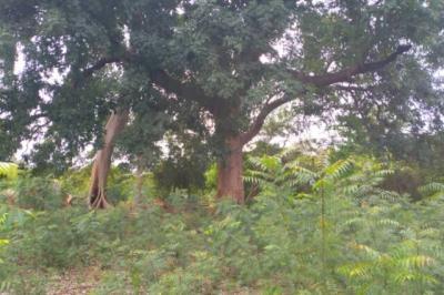 Terrain de 1,06 hectare vers Niama