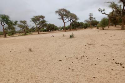 Terrain de 1,15 hectare vers Touba Toul