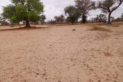 Terrain de 1,15 hectare vers Touba Toul