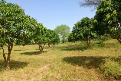 Terrain de 1,23 hectare vers Keur Madaro