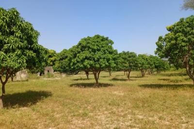 Terrain de 1,23 hectare vers Keur Madaro