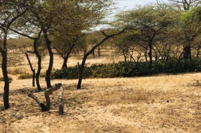 Terrain de 1,28 hectare vers Gandiol