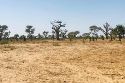Terrain de 1,29 hectare vers Notto Diobass