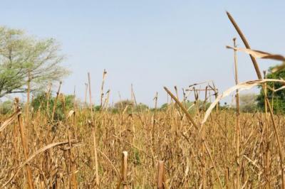 Terrain de 1,32 hectare vers Koul