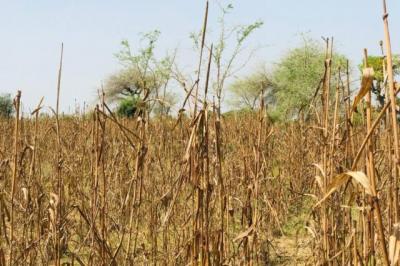 Terrain de 1,32 hectare vers Koul