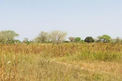 Terrain de 1,32 hectare vers Koul
