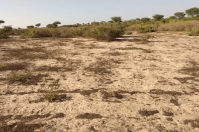 Terrain de 1,32 hectare vers Taïba Ndiaye