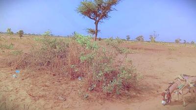 Terrain de 1,34 hectare à Ndiéyene Sirakh