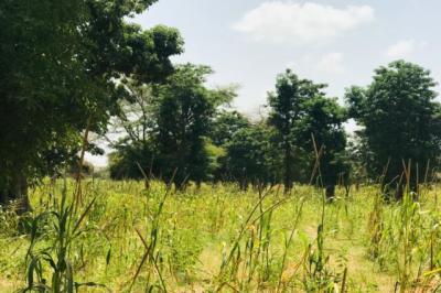 Terrain de 1,34 hectare vers Baba Garage