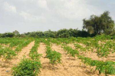 Terrain de 1,35 hectare vers Pire