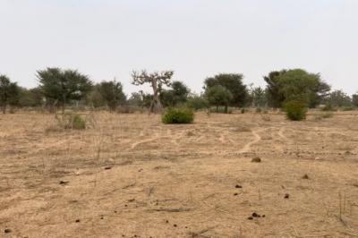 Terrain de 1,37 hectare vers Notto Diobass