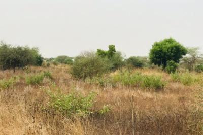 Terrain de 1,38 hectare vers Méouane