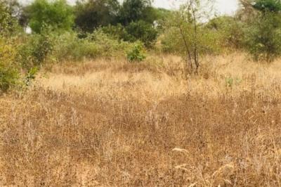 Terrain de 1,38 hectare vers Méouane