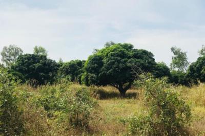 Terrain de 1,58 hectare vers Bambilor
