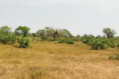 Terrain de 1,46 hectare vers Koul