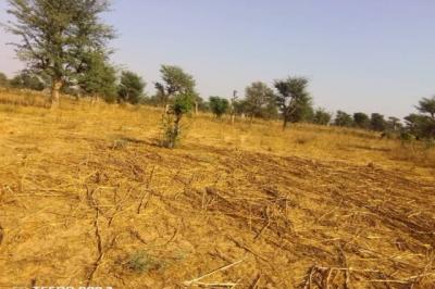 Terrain de 1,5 hectare vers Notto Diobass
