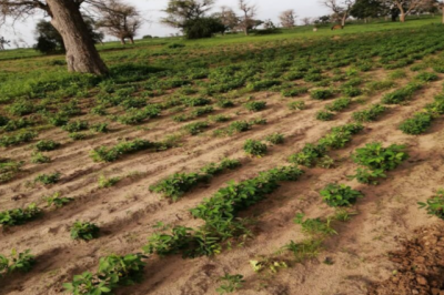Terrain de 1,50 hectare vers Notto Diobass