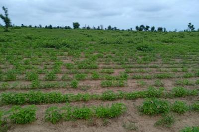 Terrain de 1,54 hectare vers Nghaye